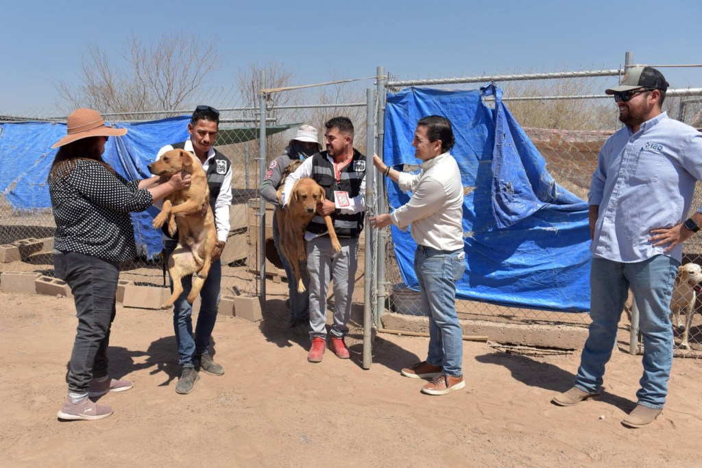 Trasladan Perros Rescatados a Nuevo Albergue en&nbsp;Hermosillo