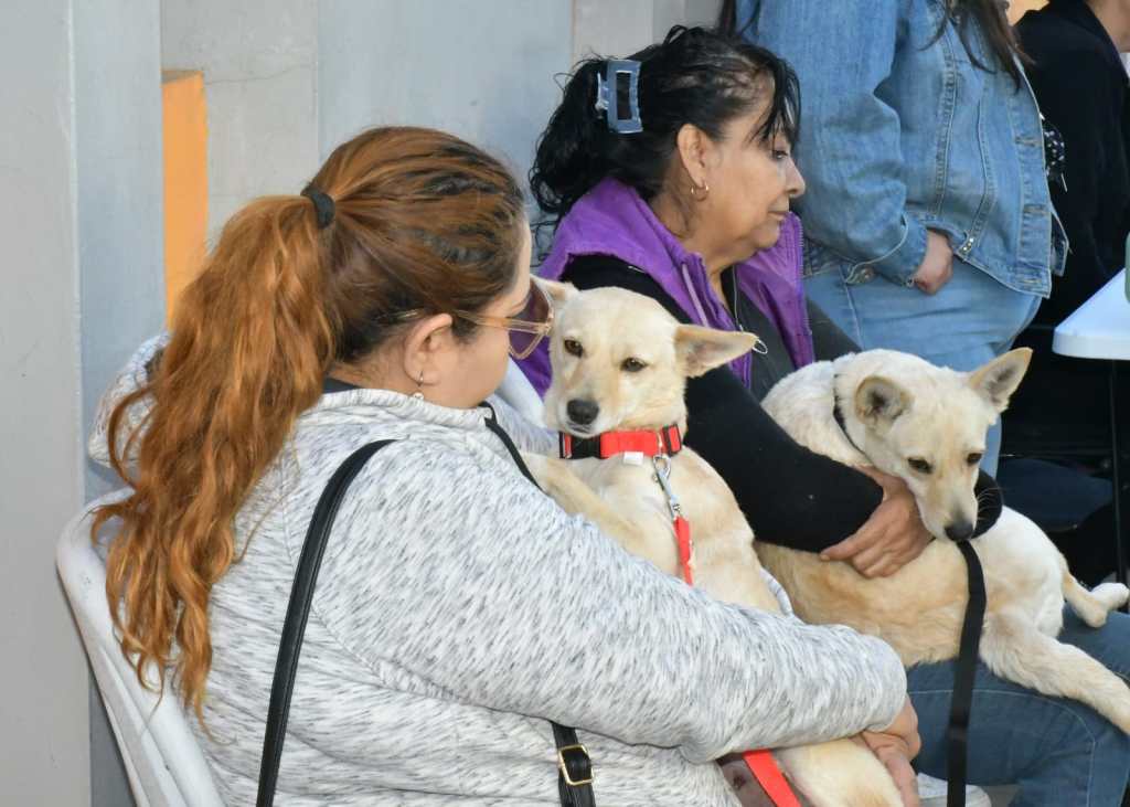 Ayuntamiento de Hermosillo organiza jornadas de esterilización&nbsp;animal