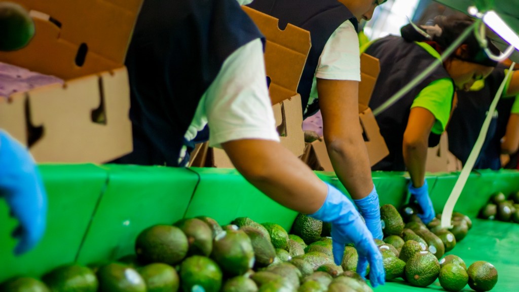 México lidera producción de aguacate con enfoque&nbsp;sostenible