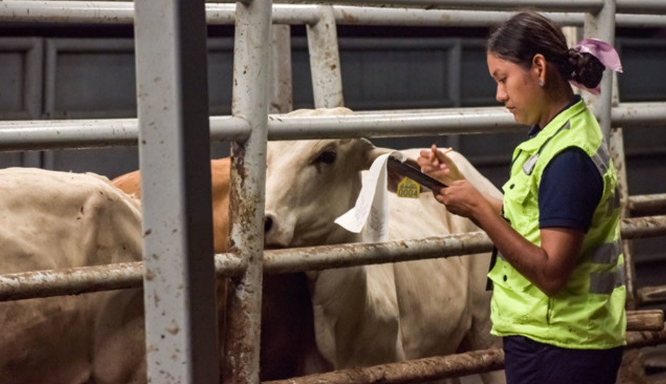Reactivarán exportación de ganado a EU el 7 de&nbsp;julio