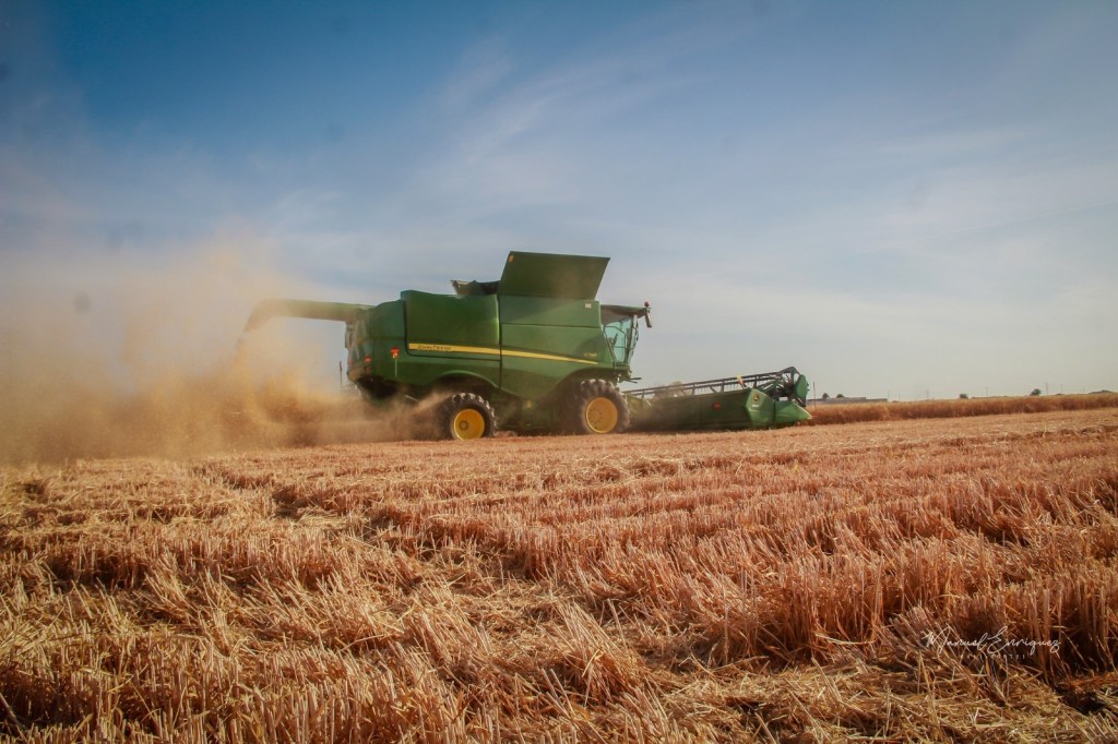 Gobierno de Sonora lanza apoyo emergente para productores de&nbsp;trigo