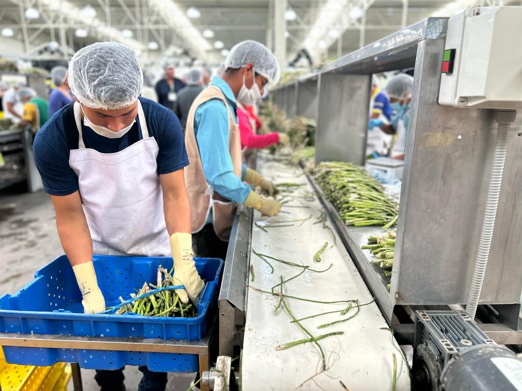 Sonora lidera producción nacional de espárrago y destaca en carne de cerdo y&nbsp;huevo