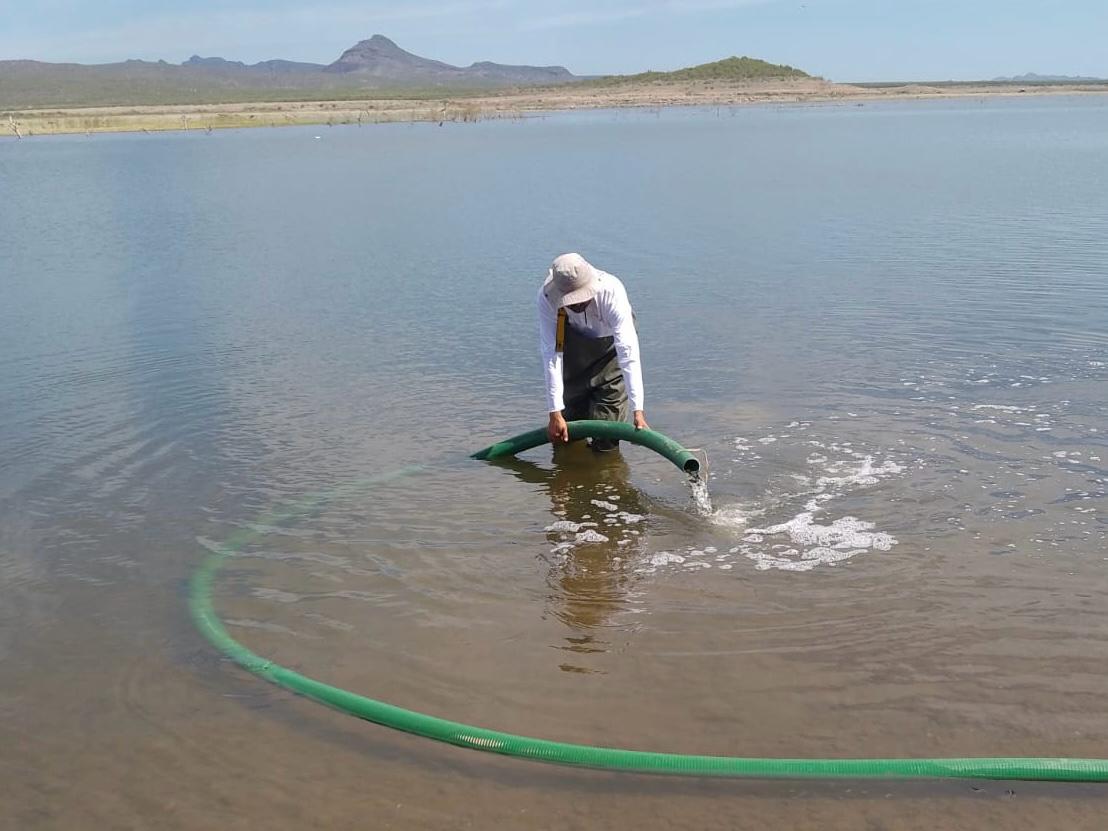 SAGARHPA introduce 200 mil alevines de tilapia en presa El Oviachic