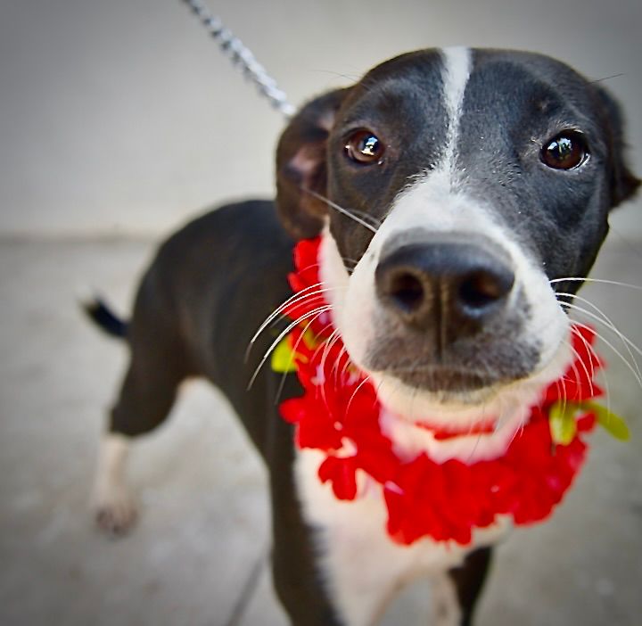 Hermosillo organiza Feria de Adopciones de mascotas